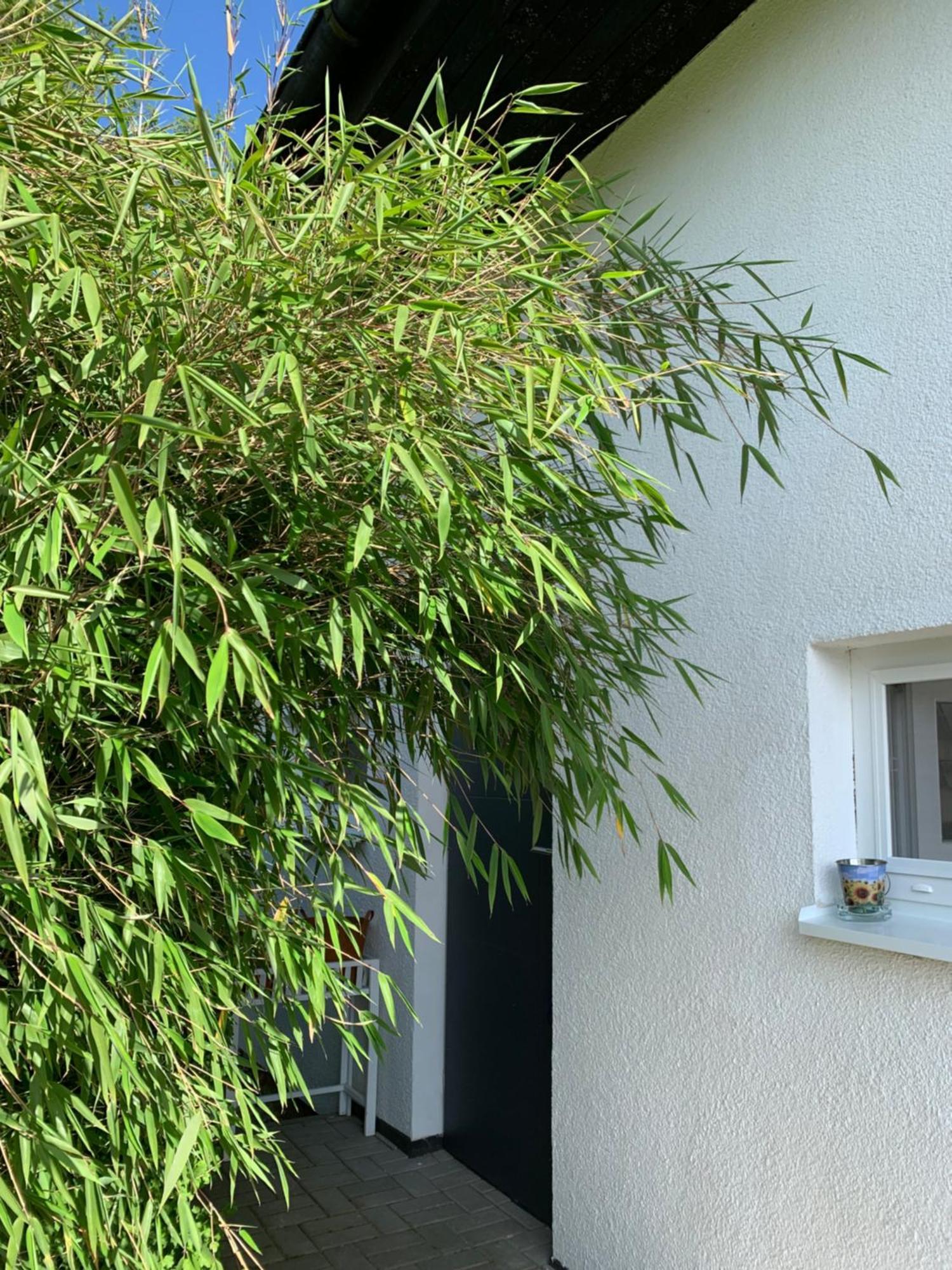 Studiovy Apartman V Zahrade Police nad Metuji Luaran gambar